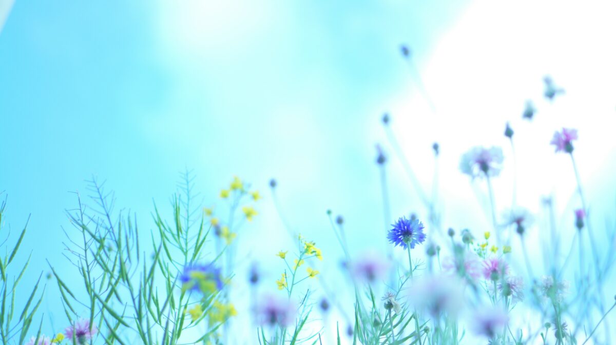 photo of blue cornflowers and other wild flowers against a blue sky