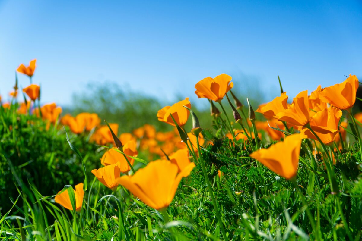 photo of orange poppies in a field against a bluw sky